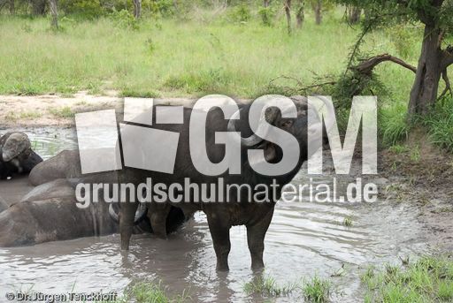 Afrikanischer Büffel (58 von 102).jpg